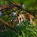 slides/_MG_7058.jpg wildlife, feline, big cat, cat, predator, fur, marking, amur, siberian, tiger WBCW27 - Amur Tiger
